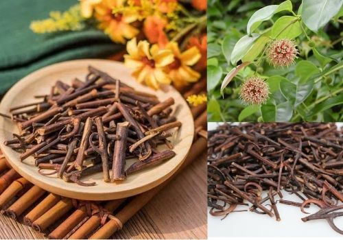 Vị thuốc Câu Đằng - Dược liệu Ninh Hiệp