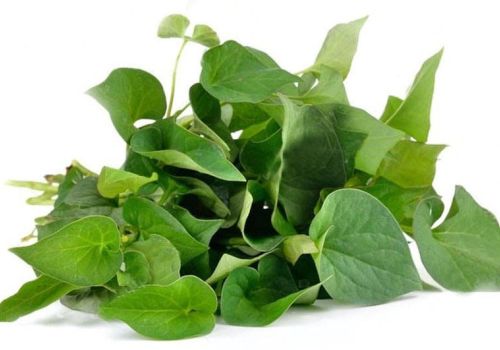 DIẾP CÁ - DƯỢC LIỆU NINH HIỆP