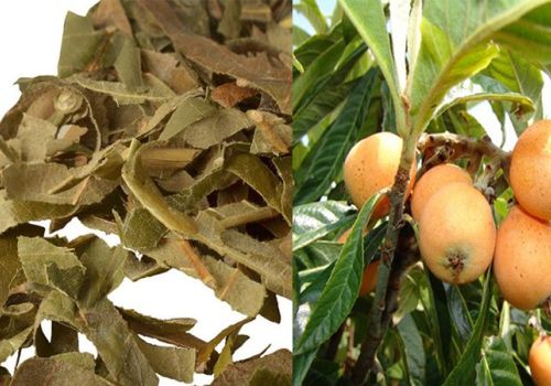 TỲ BÀ DIỆP - DƯỢC LIỆU NINH HIỆP